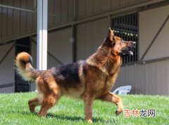 狼青犬 狼青犬和德牧哪一种更凶猛,狼青好还是德牧好？