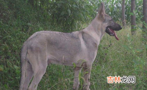 狼青犬 狼青犬和德牧哪一种更凶猛,狼青好还是德牧好?