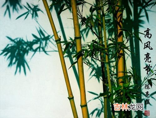竹子实际是什么,竹子究竟是什么类别的植物，是一种树木还是草？