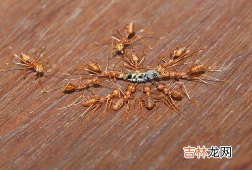 楼房为什么生黄蚂蚁,才装修的房子还没搬进去就有很多小黄蚂蚁怎么办?