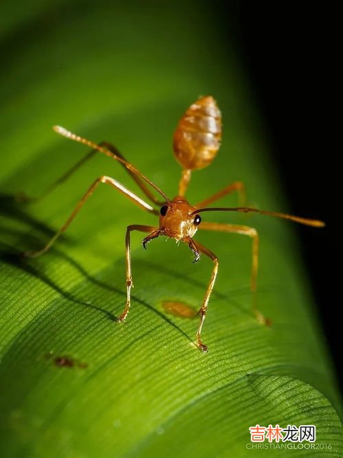 楼房为什么生黄蚂蚁,才装修的房子还没搬进去就有很多小黄蚂蚁怎么办?