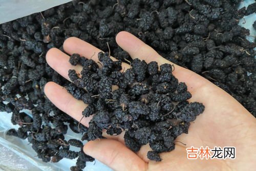 桑葚干和什么搭配泡水,桑葚干可以和什么泡水喝