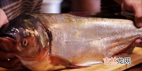 吃白鲢鱼有什么禁忌,鲢鱼的食用禁忌是什么