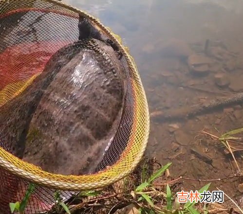 甲鱼怎么处理,甲鱼怎么杀