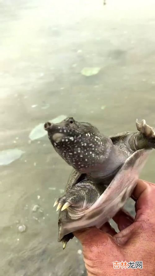甲鱼怎么处理,甲鱼怎么杀