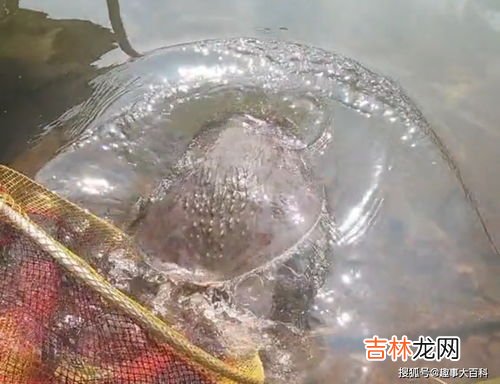 甲鱼怎么处理,甲鱼怎么杀