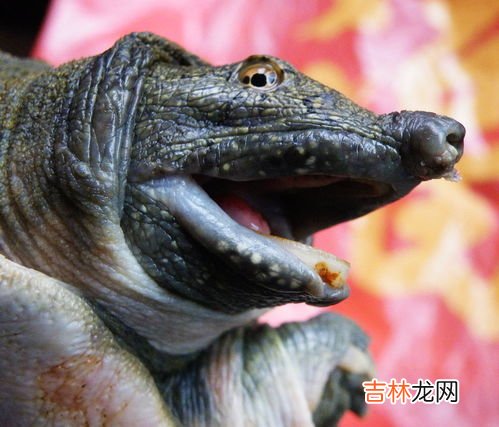 王八和乌龟的区别,王八和乌龟是一种吗?