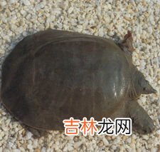 王八和乌龟的区别,王八和乌龟是一种吗?