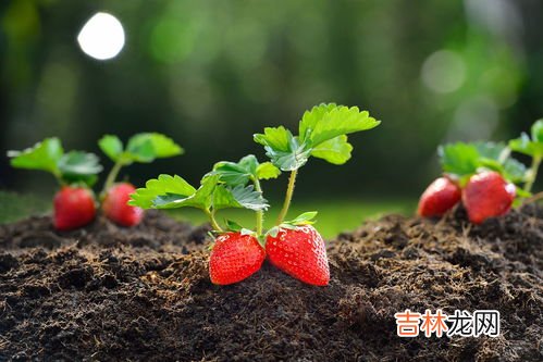 11月份的草莓是催熟的吗,现在这个季节的草莓能吃吗，11月？