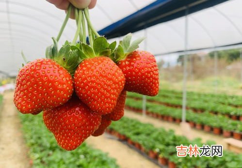 11月份的草莓是催熟的吗,现在这个季节的草莓能吃吗，11月？