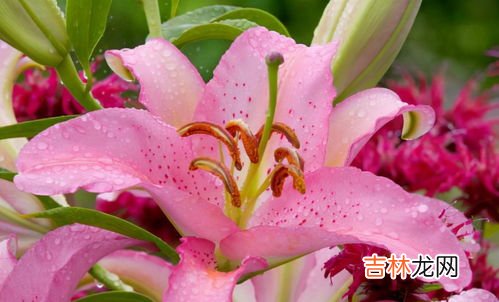 长期吃百合有什么害处,百合是个好东西,但是这3类人千万不要吃!不然会影响身体健康