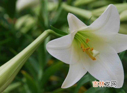 长期吃百合有什么害处,百合是个好东西,但是这3类人千万不要吃!不然会影响身体健康