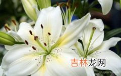 长期吃百合有什么害处,百合是个好东西，但是这3类人千万不要吃！不然会影响身体健康