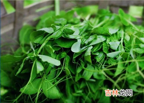 豌豆尖是只有四川有吗,豌豆颠儿普通话里叫什么