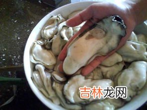 海蛎子和生蚝的区别,海蛎子和生蚝有什么区别吗？