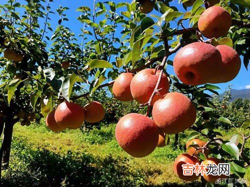 木梨是什么样的水果,木梨是什么?