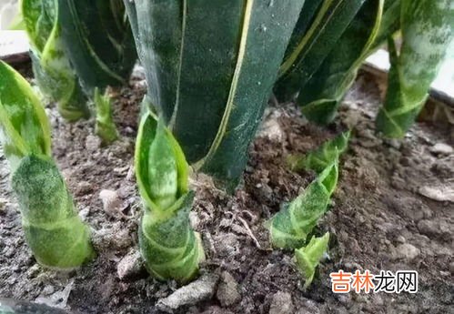 土豆长了一点点小芽可以吃吗,土豆长了一点小芽可不可以吃