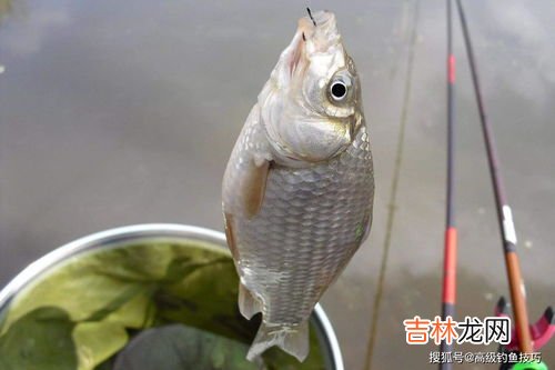 鲫鱼是热性还是凉性,鲫鱼属于热性还是凉性