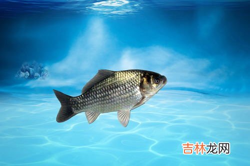 鲫鱼是热性还是凉性,鲫鱼属于热性还是凉性