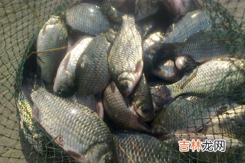 鲫鱼是热性还是凉性,鲫鱼属于热性还是凉性
