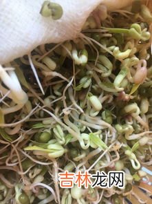 绿豆芽长绿叶还能吃吗,绿豆芽长绿叶了还能吃吗