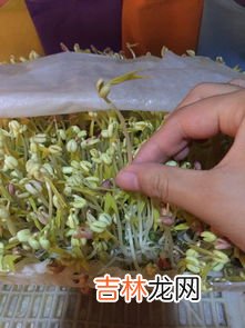 绿豆芽长绿叶还能吃吗,绿豆芽长绿叶了还能吃吗
