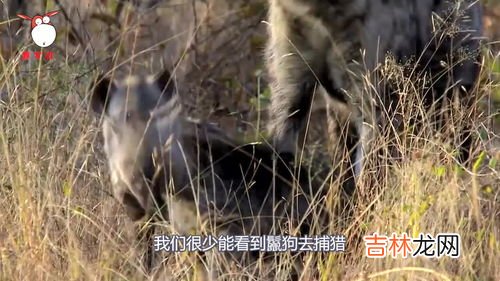 鬣狗为什么不攻击人类,鬣狗会掏人类吗