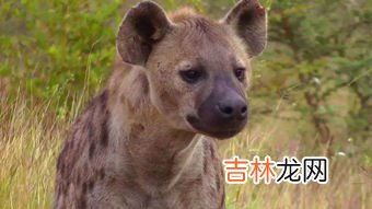 鬣狗为什么不攻击人类,鬣狗会掏人类吗