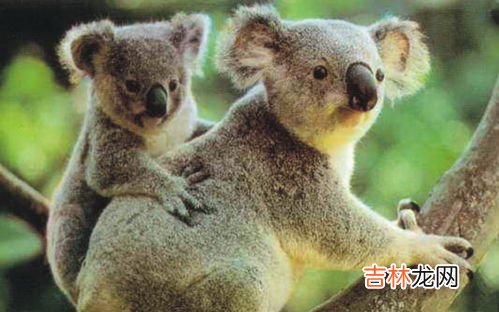 树袋熊是哪个国家蚂蚁庄园,澳大利亚的国宝是什么动物?