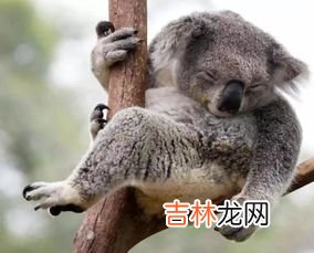 树袋熊是哪个国家蚂蚁庄园,澳大利亚的国宝是什么动物?