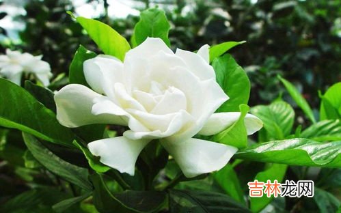 栀子的功效与作用,中药栀子功效与作用有哪些