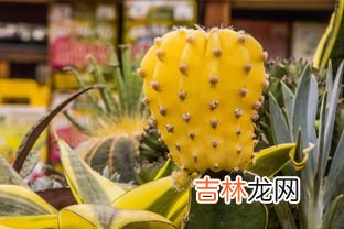 仙人掌果的功效与作用,仙人掌果实有什么功效与作用