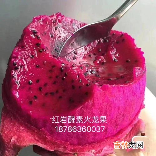 红心火龙果和白心火龙果的区别,白心火龙果和红心有什么区别