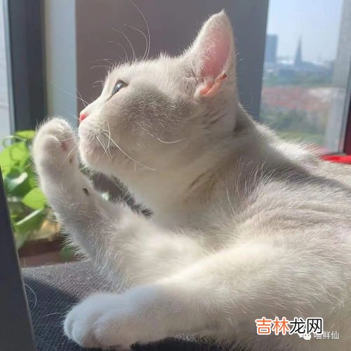 猫怕冷吗,猫咪怕冷吗？