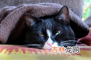 猫怕冷吗,猫咪怕冷吗？