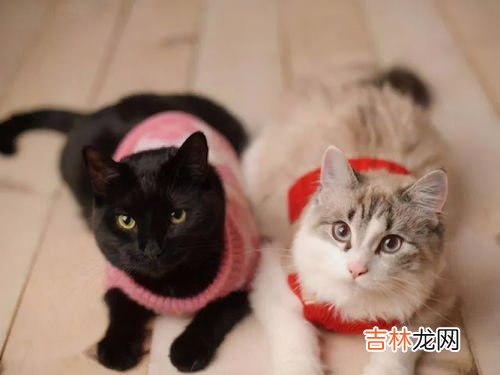 猫怕冷吗,猫咪怕冷吗？