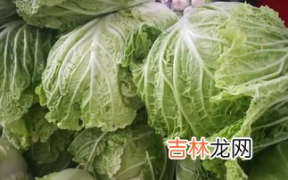白菜和娃娃菜的区别,娃娃菜是白菜吗两者的区是什么