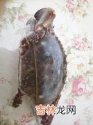 螃蟹冷冻后能吃吗,新鲜螃蟹冷冻后还能吃吗