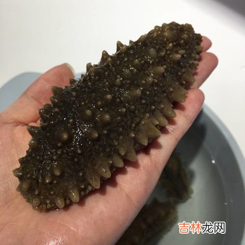 海参的好坏怎么鉴别,海参怎么区分好坏?
