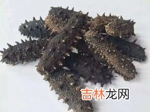 海参的好坏怎么鉴别,海参怎么区分好坏?
