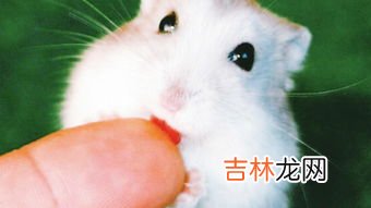 仓鼠吃什么东西,仓鼠吃什么食物？