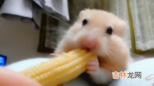 仓鼠吃什么东西,仓鼠吃什么食物？
