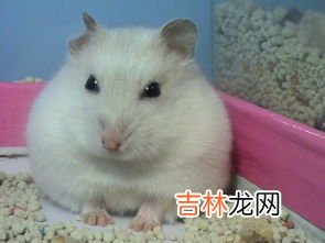 仓鼠吃什么东西,仓鼠吃什么食物？