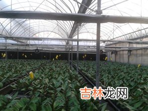 冰箱变温室能否放蔬菜,冰柜冷藏可以放蔬菜吗？