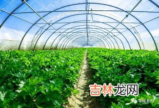 冰箱变温室能否放蔬菜,冰柜冷藏可以放蔬菜吗？