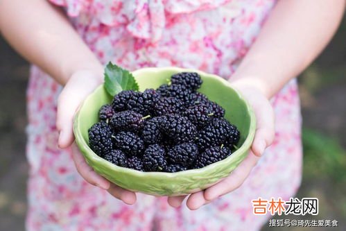 桑葚干的功效与作用,桑葚干的功效与作用