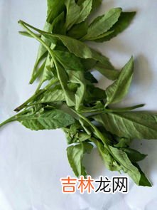 新鲜紫苏叶能泡水喝吗,春天，紫苏，其实是个“宝”，用它来泡水喝，或能解决3个问题