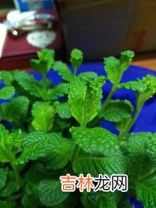 新鲜紫苏叶能泡水喝吗,春天，紫苏，其实是个“宝”，用它来泡水喝，或能解决3个问题