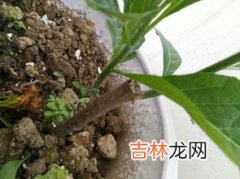 新鲜紫苏叶能泡水喝吗,春天，紫苏，其实是个“宝”，用它来泡水喝，或能解决3个问题