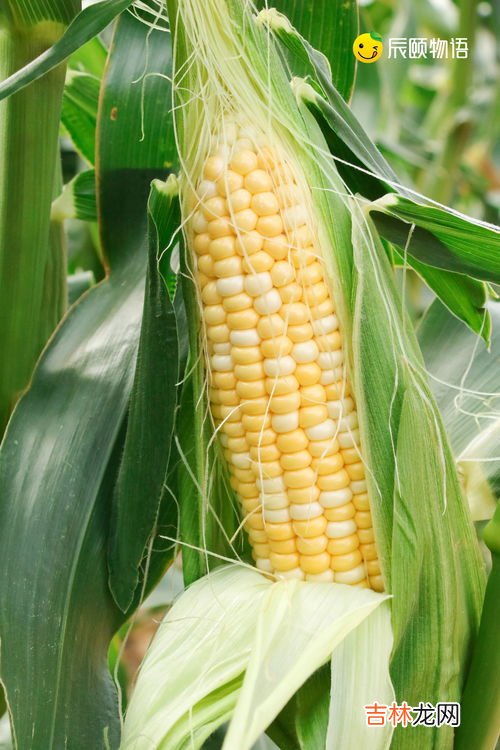 吃水果玉米的利弊,水果玉米能吃吗